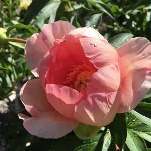 Meet your Posher, Marie-hélène